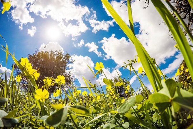 Central Park Pedicab Tours - Additional Services