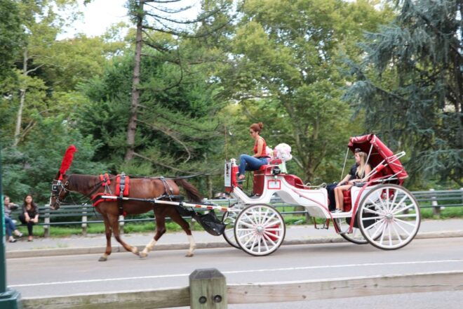 Central Park: Short Horse Carriage Ride (Up to 4 Adults) - Important Information