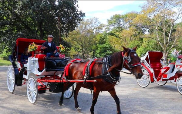 Central Park: Short Horse Carriage Ride (Up to 4 Adults) - Additional Information