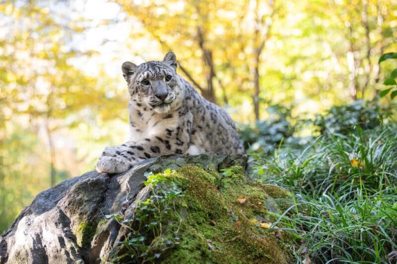 Central Park Zoo Entry Ticket - In-Depth Look at the Central Park Zoo Experience