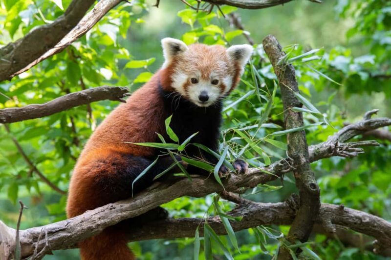 Central Park Zoo Entry Ticket - Frequently Asked Questions