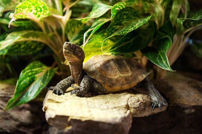 Central Park Zoo Skip-the-line Tickets & Private Transfers - Good To Know