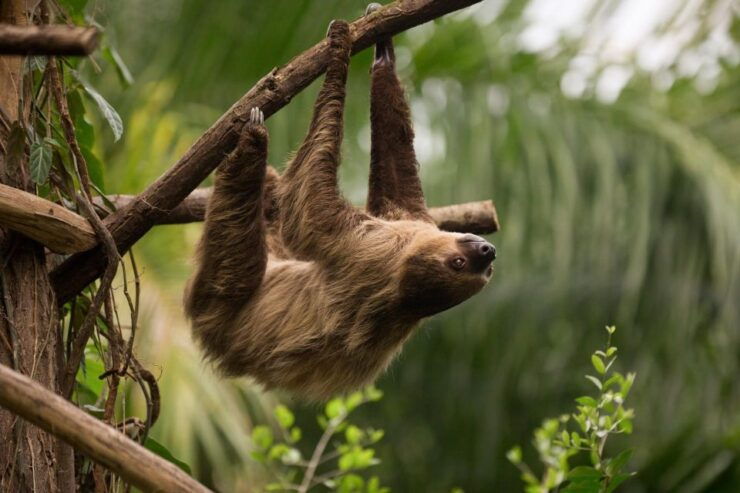 Central Park Zoo Skip-the-line Tickets & Private Transfers - Duration and Transfer