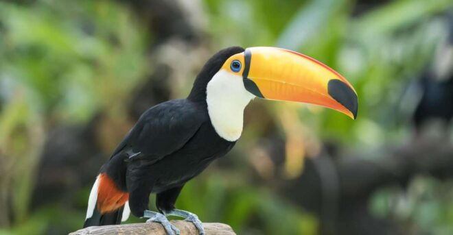 Central Park Zoo Skip-the-line Tickets & Private Transfers - Private Transfers