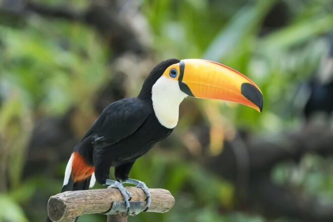 Central Park Zoo Skip-the-line Tickets & Private Transfers - Pricing and Availability