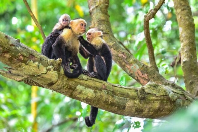 Central Park Zoo Skip-the-line Tickets & Private Transfers - Location and Related Activities