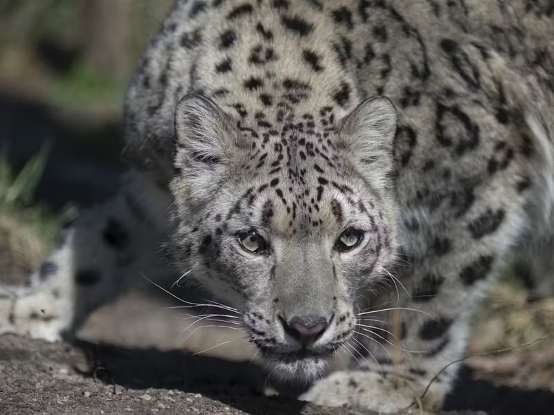 Central Park Zoo Ticket in New York City - A small zoo with a big-city setting