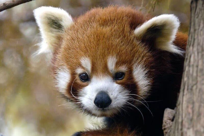 Central Park Zoo Ticket in New York City - Look for red pandas, snow leopards, and bears