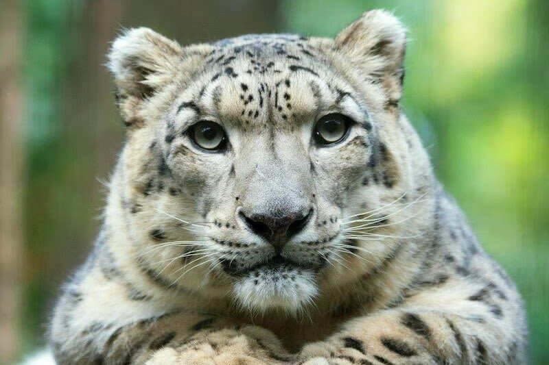 Central Park Zoo Ticket in New York City - Tisch Children’s Zoo is more than an add-on