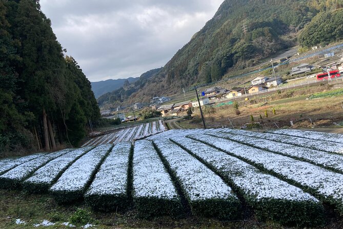 Ceramics and Green Tea Tour of Nagasaki and Saga Prefecture - Highlights of Nagasaki and Saga Prefecture