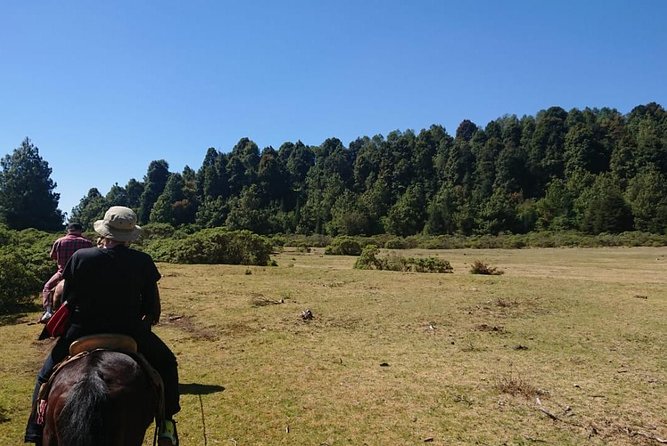 Cerro Pelon Monarch Butterfly Sanctuary. - Overview and Experience