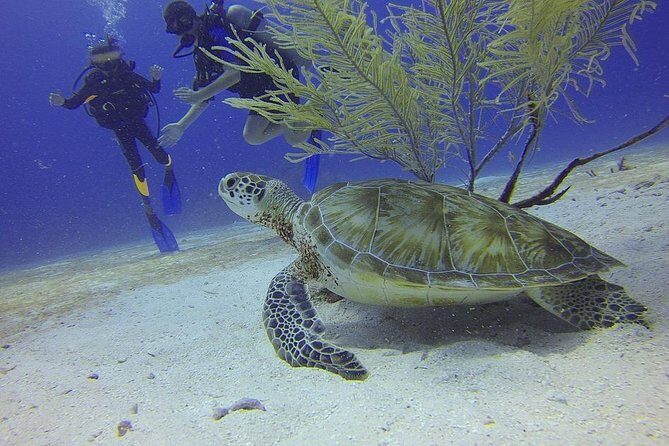 Certified 2-Tank Scuba Diving Tour from Montego Bay - Introduction