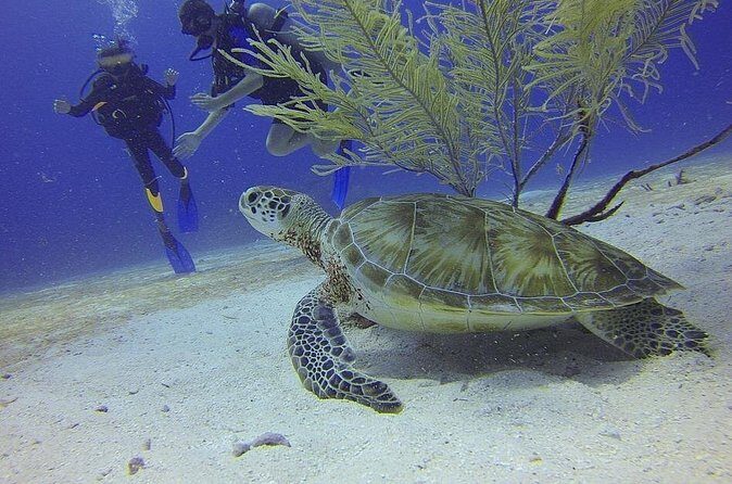 Certified 2-Tank Scuba Diving Tour from Montego Bay - Good To Know