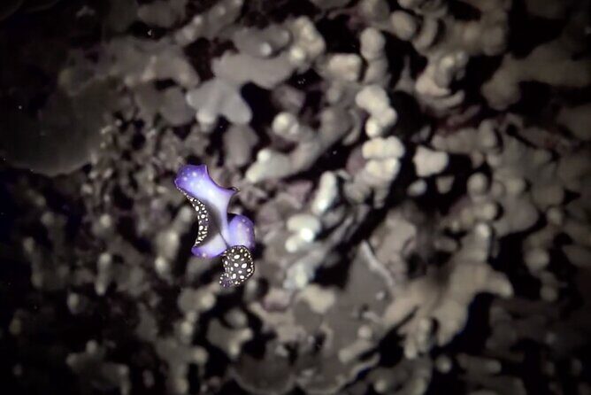 Certified Beach Night Dive - FAQs about the Certified Beach Night Dive