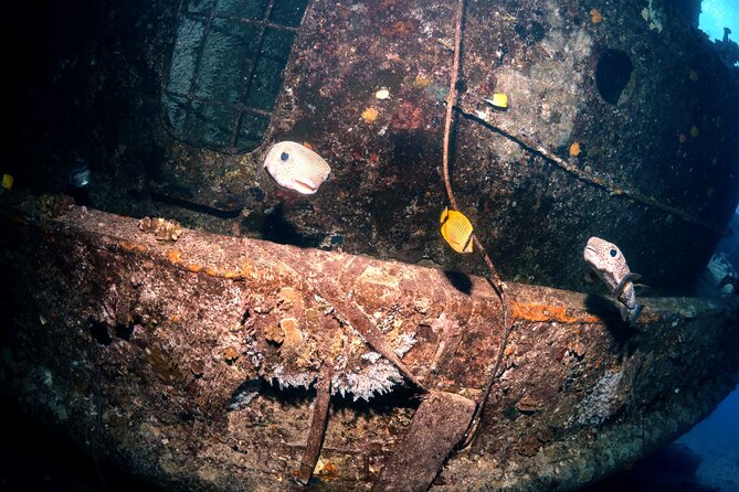 Certified Diver: 2-Tank Deep Wreck and Shallow Reef Dives off Oahu - Additional Info