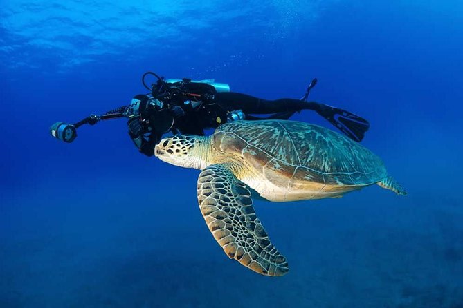 Certified Diver: 2-Tank Shallow Reef Dives off Oahu - Pricing and Booking