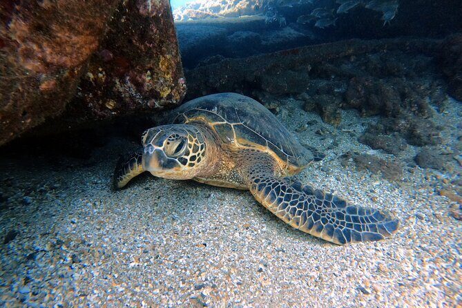 Certified Divers! Scuba dive the Ka'anapali Coast and more! - Good To Know