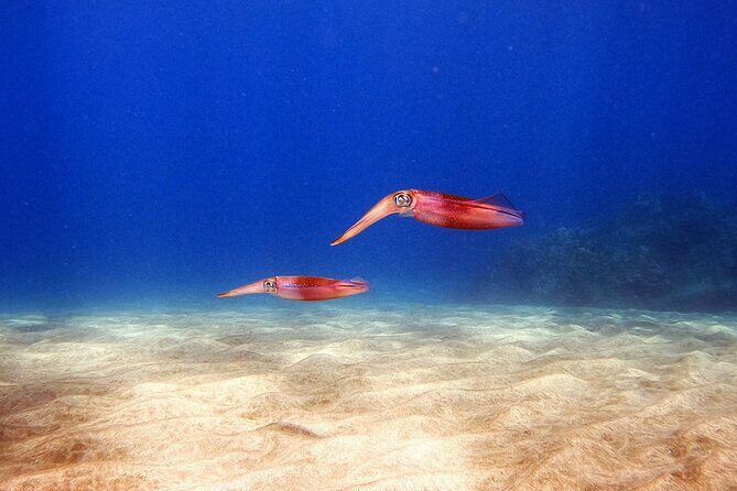 Certified Divers! Scuba dive the Ka'anapali Coast and more! - Who Will Love This Experience?