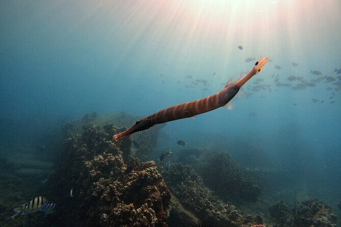 Certified Divers! Scuba dive the Ka'anapali Coast and more! - The Sum Up