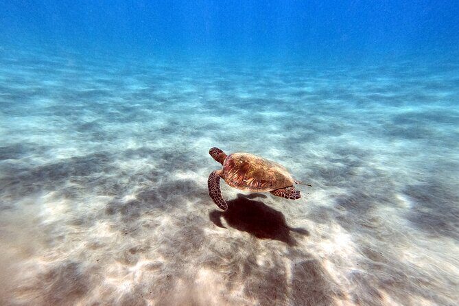 Certified Divers! Scuba dive the Ka'anapali Coast and more! - FAQ