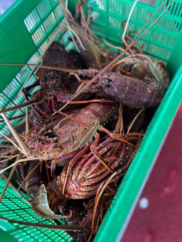 Cervantes: Lobster Catching Tour - Good To Know