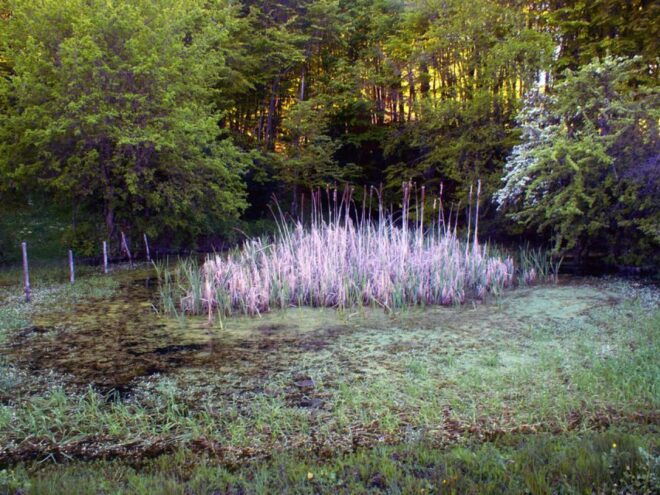 Cesaro: Private Guided Hike to Monte Pelato With Lunch - Inclusions