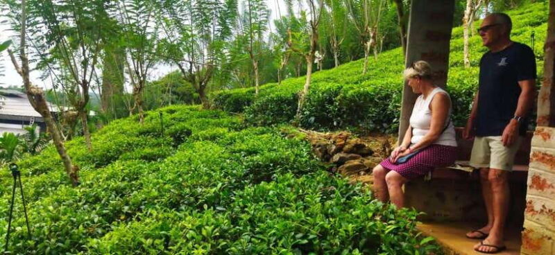 Ceylon Tea Experience from Colombo Port Passenger Terminal - Who Is This Tour Best For?