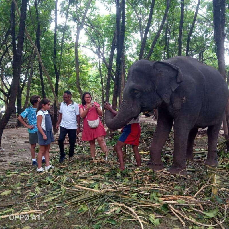 Ceylon Tea Experience from Colombo Port Passenger Terminal - What Makes This Tour Stand Out?