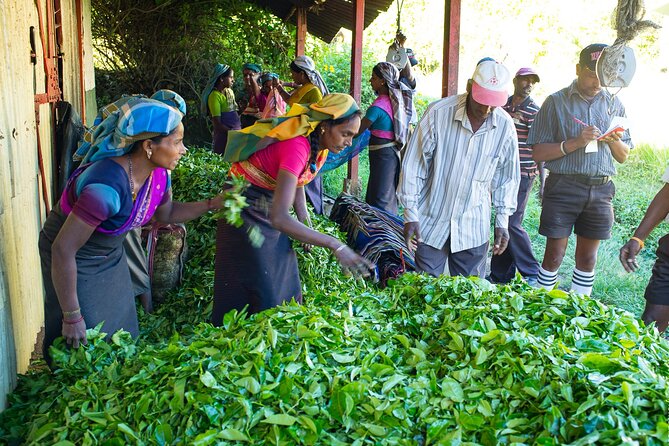 Ceylon Tea Experience Start From Colombo Port Passenger Terminal - Dress Code and Accessibility Information