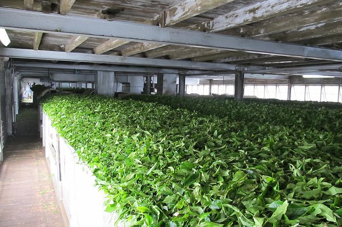 Ceylon Tea Experience Start From Colombo Port Passenger Terminal - Booking and Cancellation Policies
