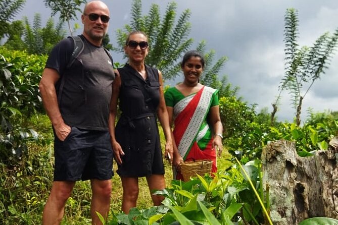 Ceylon Tea Experience Start From Colombo Port Passenger Terminal - Reviews and Ratings Breakdown