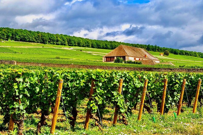Chablis 15 Exquisite Wines Tasting Trip in Small-Group From Paris - Traveler Photos