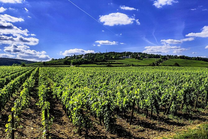 Chablis 15 Exquisite Wines Tasting Trip in Small-Group From Paris - Wine Tasting Experience in Chablis