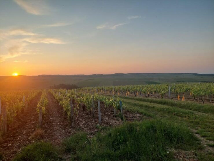 CHABLIS PRIVATE HALF DAY WINE TOUR - Key Points