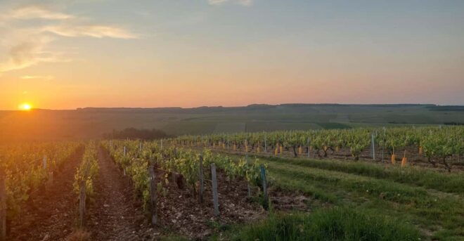 CHABLIS PRIVATE HALF DAY WINE TOUR - Wine Tasting Experience