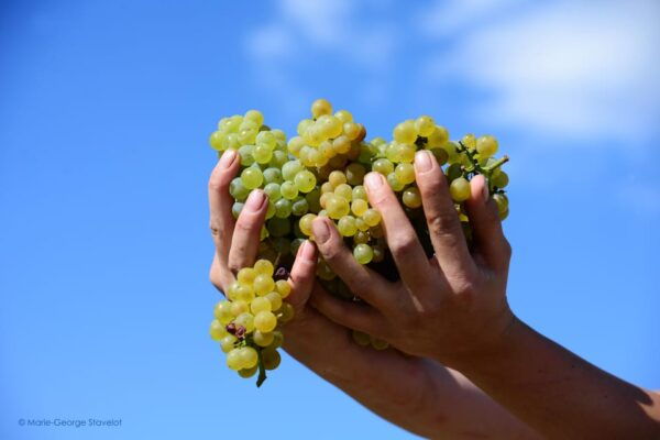 CHABLIS PRIVATE HALF DAY WINE TOUR - Booking and Cancellation