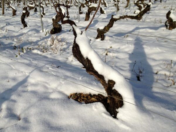 CHABLIS PRIVATE HALF DAY WINE TOUR - Additional Services Offered