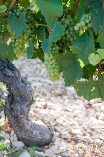 CHABLIS PRIVATE HALF DAY WINE TOUR - Local Attractions to Explore