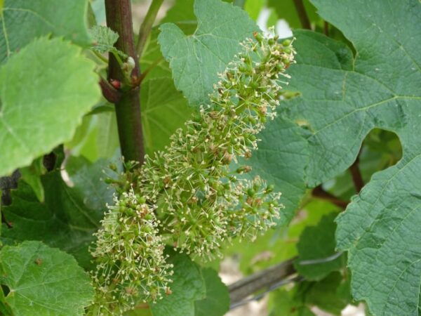 CHABLIS PRIVATE HALF DAY WINE TOUR - Questions You May Have