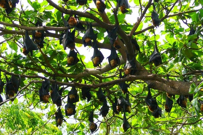 Chachoengsao One Day Trip From Bangkok : Historic Market and Buddhist Temples - Common Questions