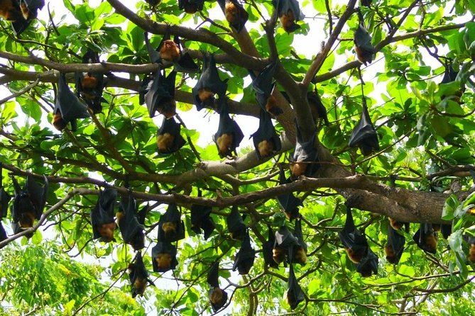 Chachoengsao One Day Trip From Bangkok : Historic Market and Buddhist Temples - Optional Activities and Attractions in Chachoengsao