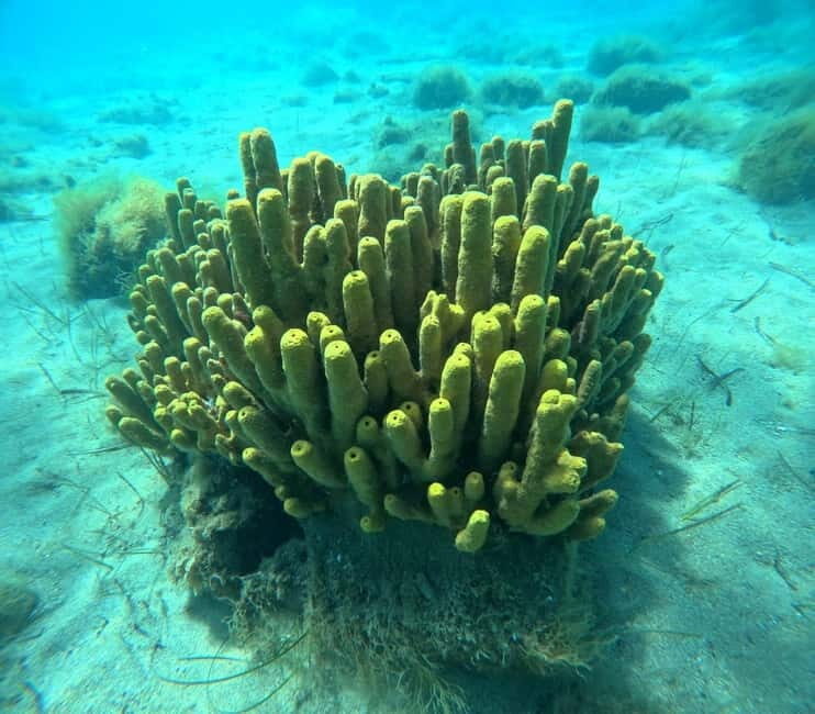 Chalkidiki: Snorkeling Adventure in Sithonia - Why You’ll Love This Snorkeling Tour in Sithonia