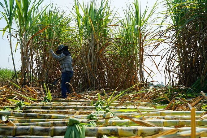 Chalong Bay Rum Distillery Experience - An Authentic Look at Phuket’s Chalong Bay Rum Distillery