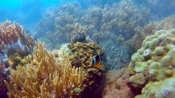 Cham Island: Snorkeling Experience From Danang - Best Time to Visit