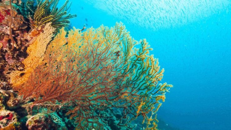 Cham Island Snorkeling Tour - Daily Tours - Booking Details