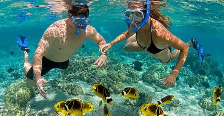 Cham Island Snorkeling Tour - Daily Tours - Experience Highlights