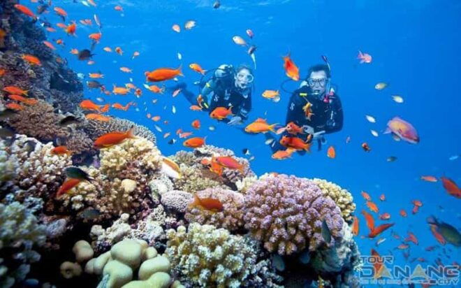Cham Island Snorkeling Tour With Lunch - Itinerary of the Tour