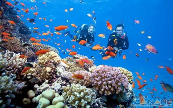 Cham Island Snorkeling Tour With Lunch - Frequently Asked Questions