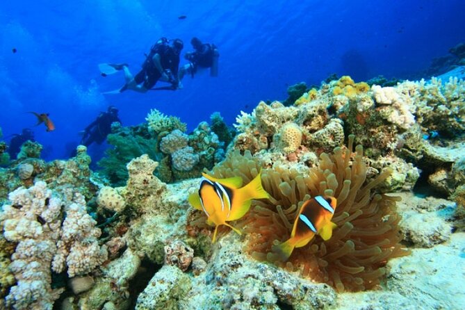 Cham Island Snorkeling,Beach Tour (Hoi An Viet Nam) - Common Questions