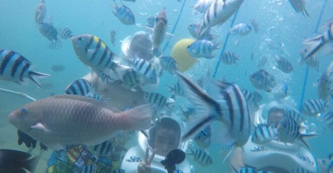Cham Island: Underwater Walking & Snorkeling Tour - Full Description of the Tour